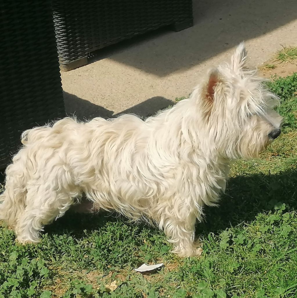 Les West Highland White Terrier de l'affixe Du Refuge Saint Bernard