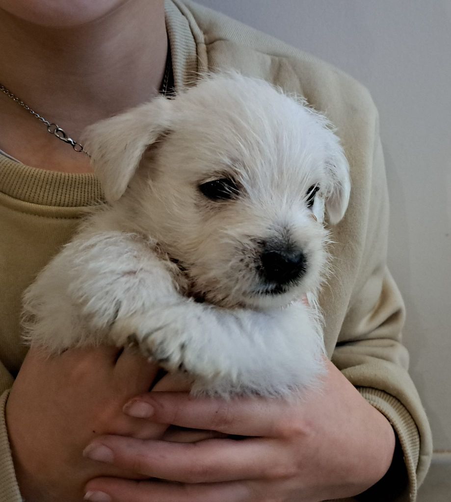 Du Refuge Saint Bernard - Chiot disponible  - West Highland White Terrier