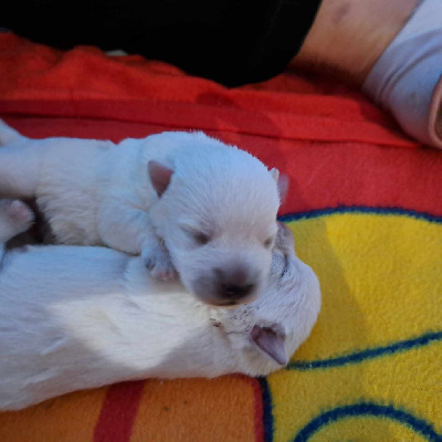 Du Refuge Saint Bernard - West Highland White Terrier - Portée née le 02/12/2023