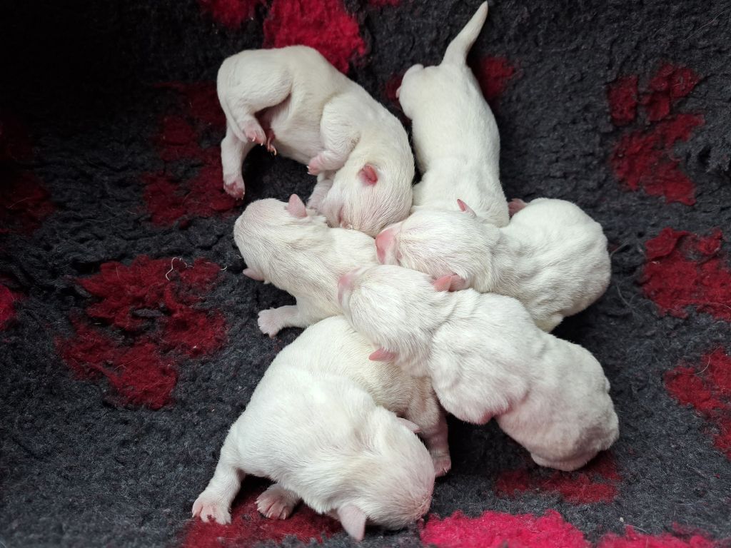 Les bébés sont là !!!