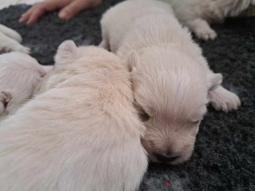 Du Refuge Saint Bernard - Chiots disponibles - West Highland White Terrier