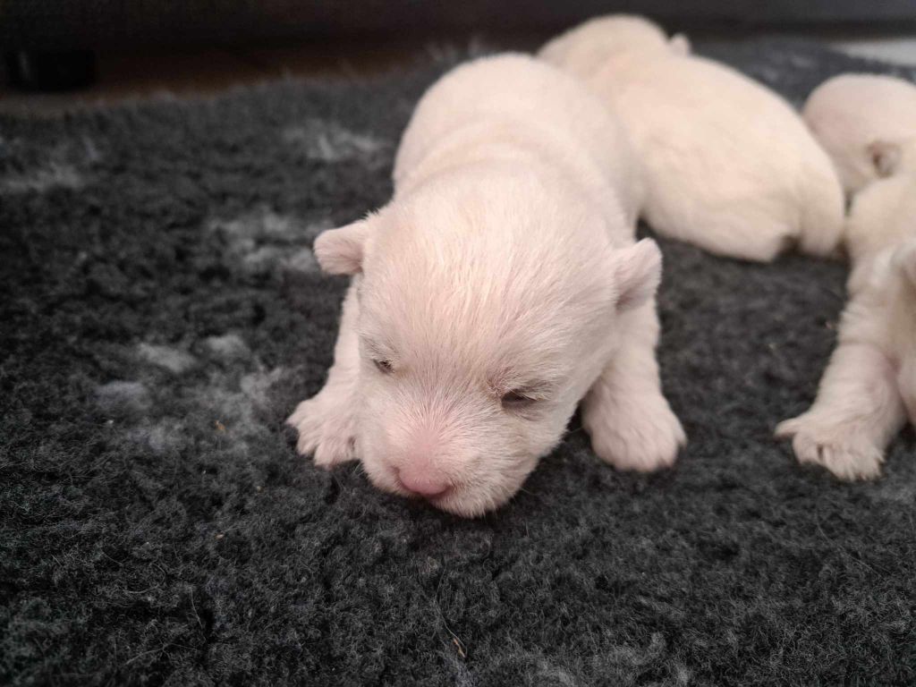 Du Refuge Saint Bernard - Chiots disponibles - West Highland White Terrier