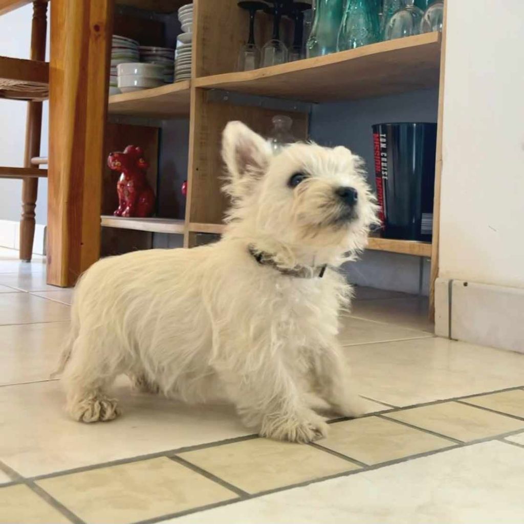 Du Refuge Saint Bernard - Chiots disponibles - West Highland White Terrier