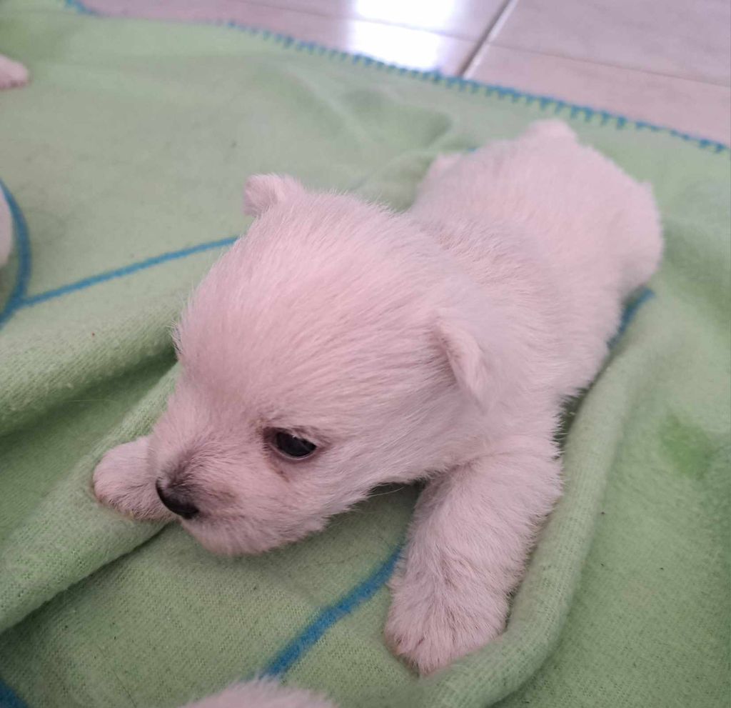 Du Refuge Saint Bernard - Chiots disponibles - West Highland White Terrier