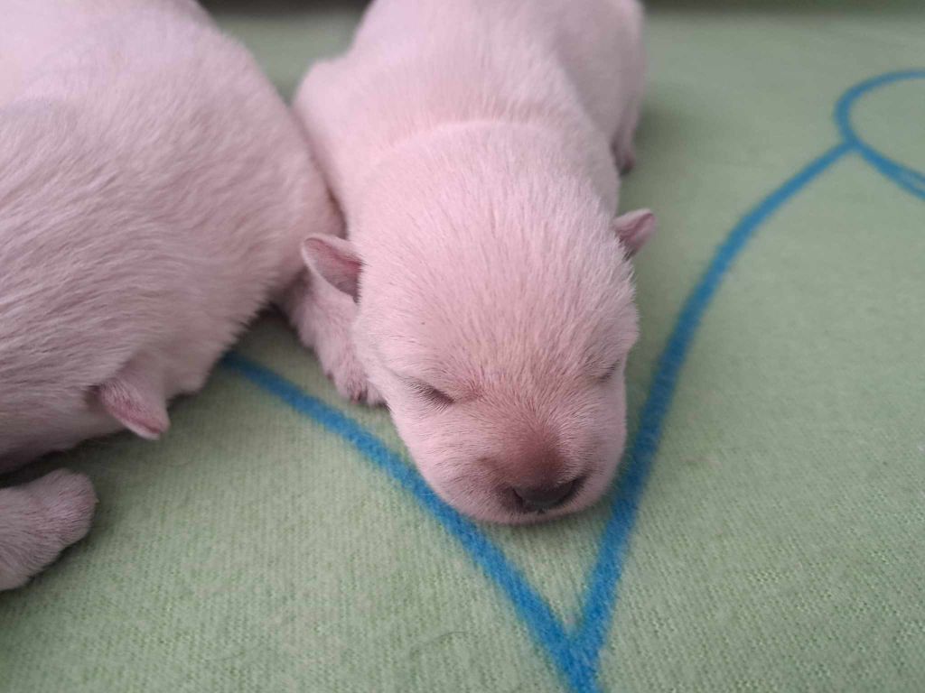 CHIOT 2