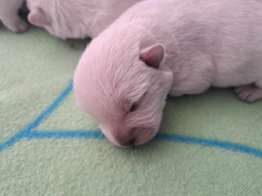 CHIOT 4