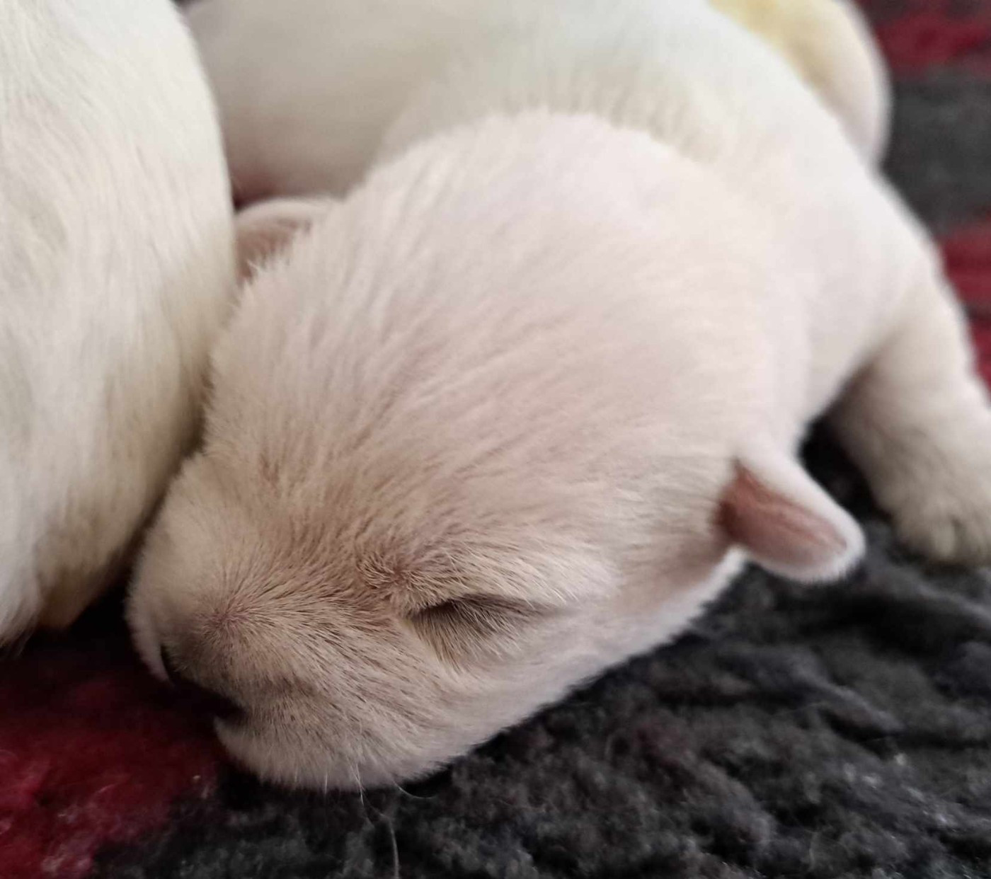 Du Refuge Saint Bernard - Chiots disponibles - West Highland White Terrier