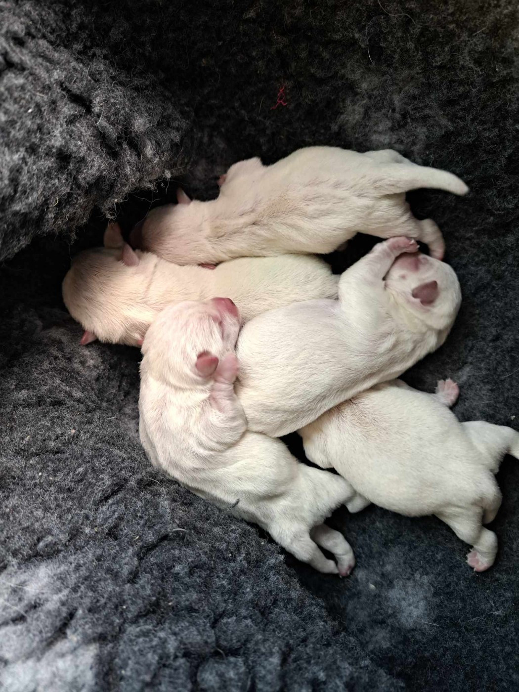 Chiot West Highland White Terrier Du Refuge Saint Bernard