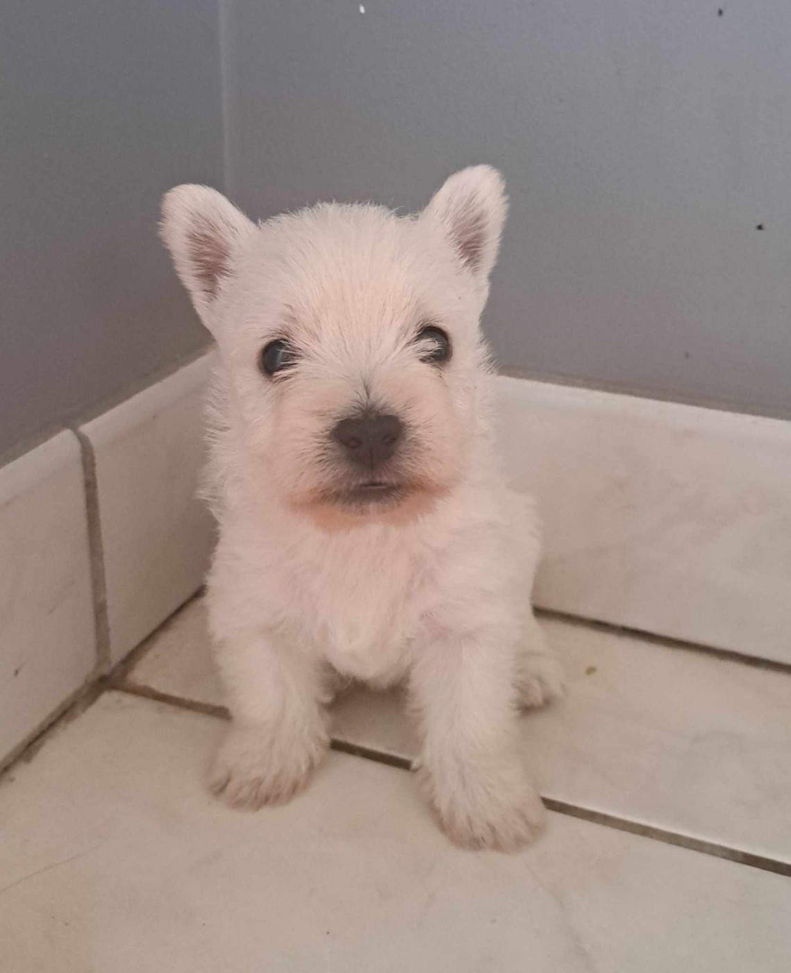 Du Refuge Saint Bernard - Chiots disponibles - West Highland White Terrier