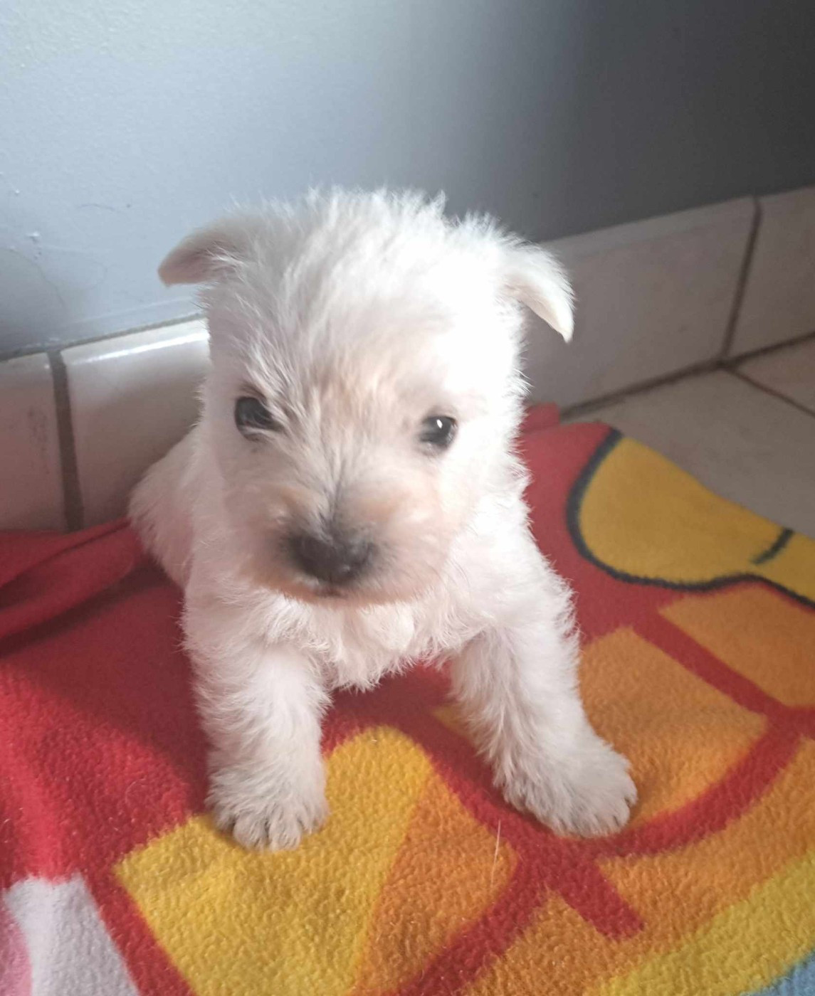 Chiot West Highland White Terrier Du Refuge Saint Bernard