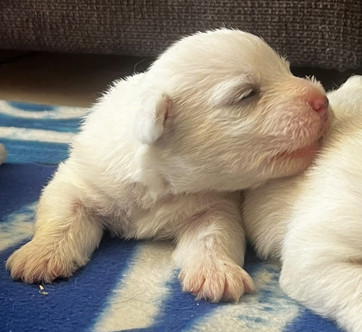 Du Refuge Saint Bernard - Chiots disponibles - West Highland White Terrier