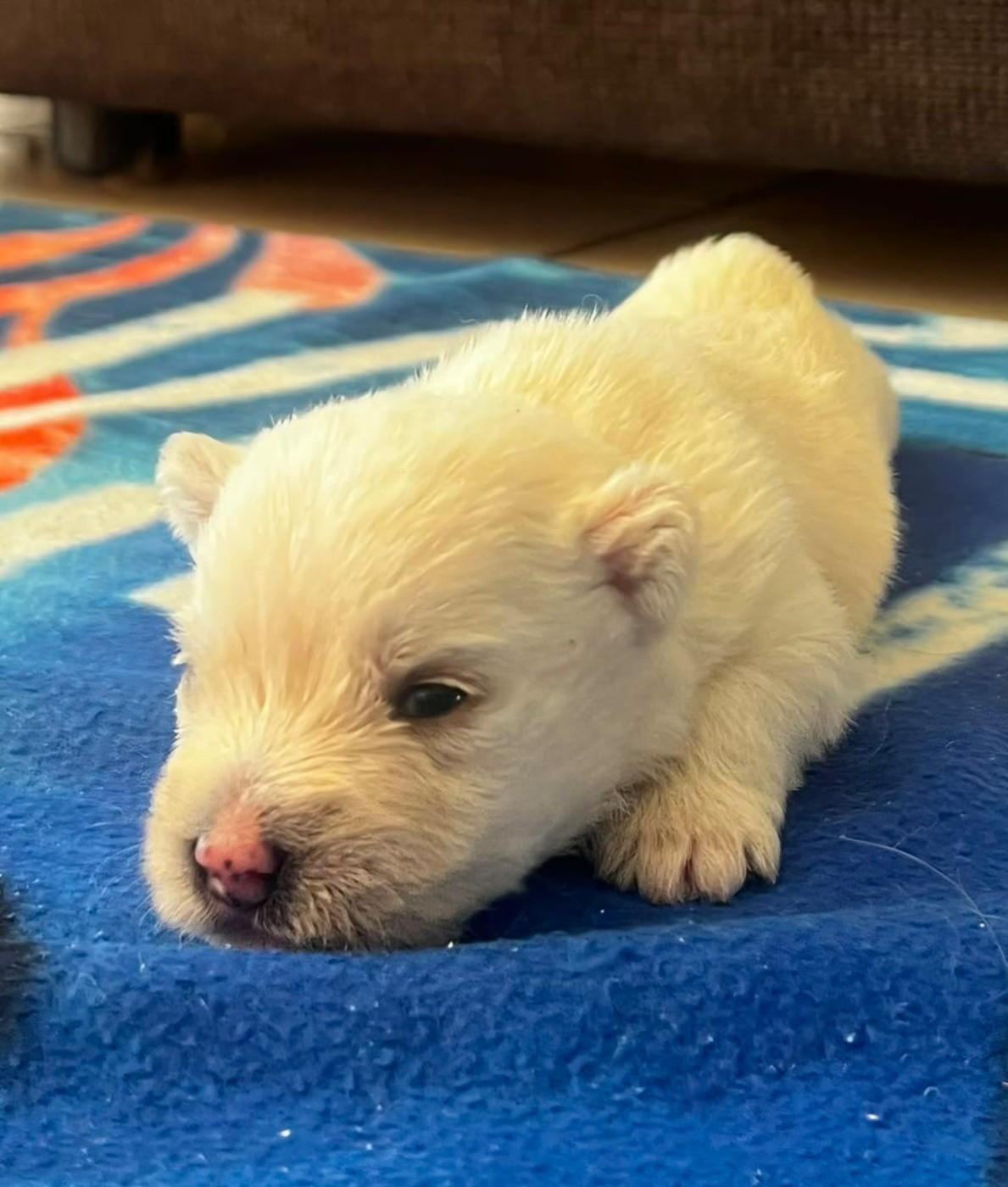 Du Refuge Saint Bernard - Chiots disponibles - West Highland White Terrier