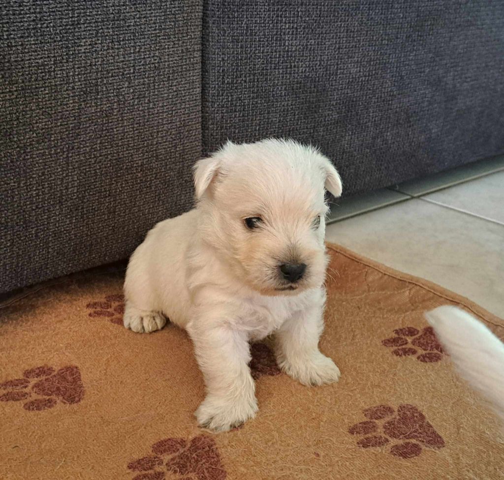 Du Refuge Saint Bernard - Chiots disponibles - West Highland White Terrier