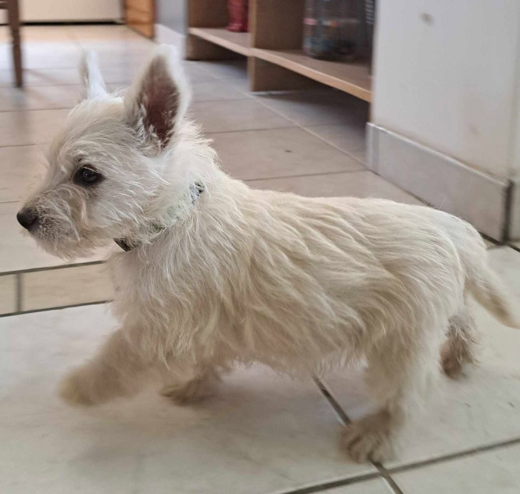 Du Refuge Saint Bernard - Chiots disponibles - West Highland White Terrier