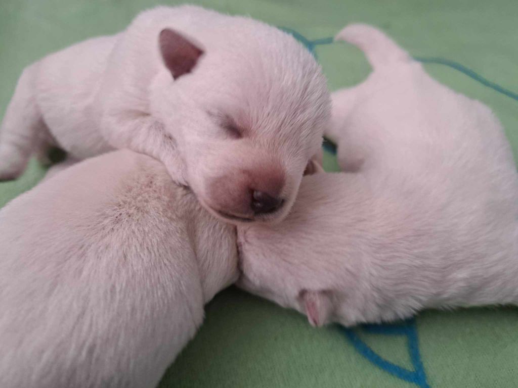 CHIOT 1