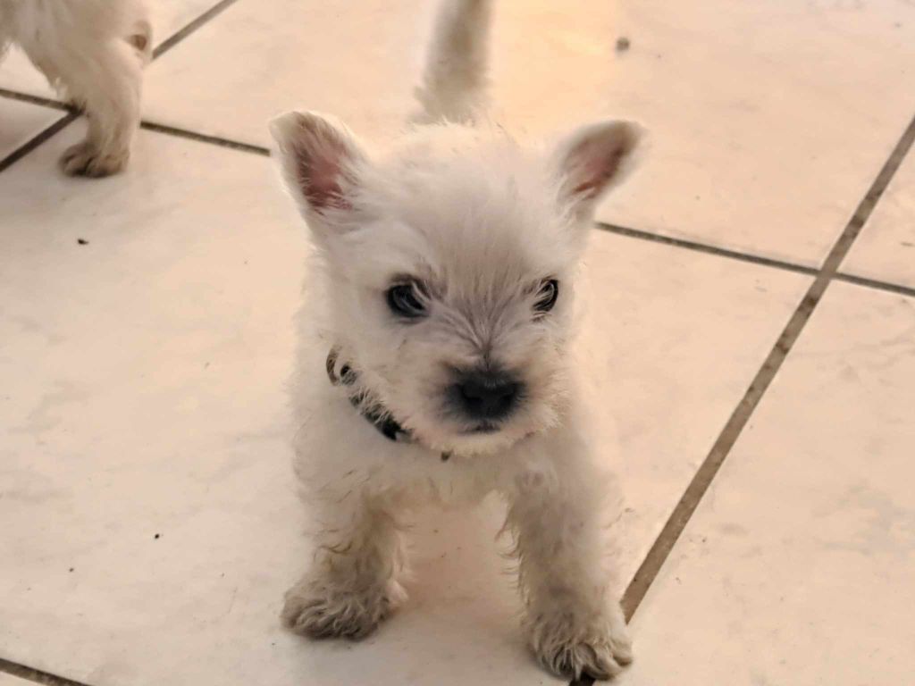 Du Refuge Saint Bernard - Chiots disponibles - West Highland White Terrier