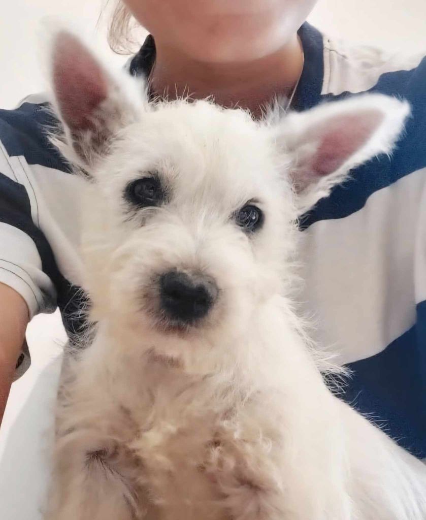 Du Refuge Saint Bernard - Chiots disponibles - West Highland White Terrier