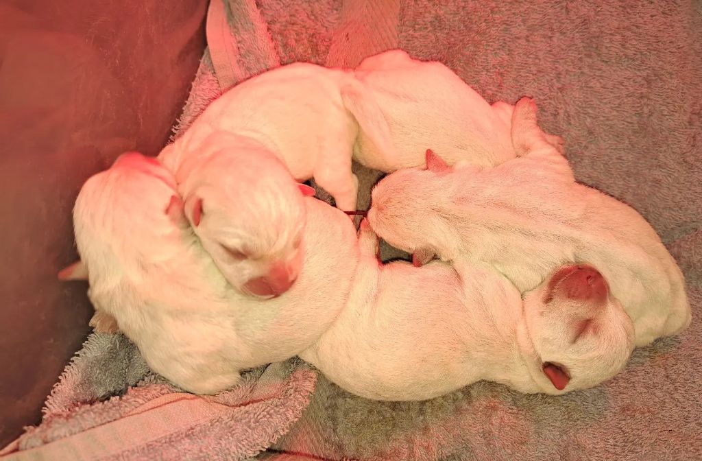 Du Refuge Saint Bernard - Chiots disponibles - West Highland White Terrier