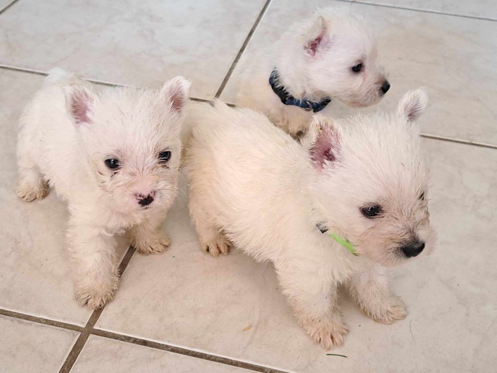 Du Refuge Saint Bernard - Chiots disponibles - West Highland White Terrier