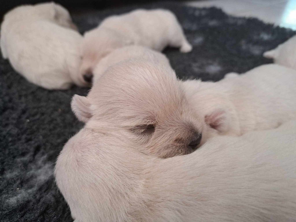 Du Refuge Saint Bernard - Chiots disponibles - West Highland White Terrier
