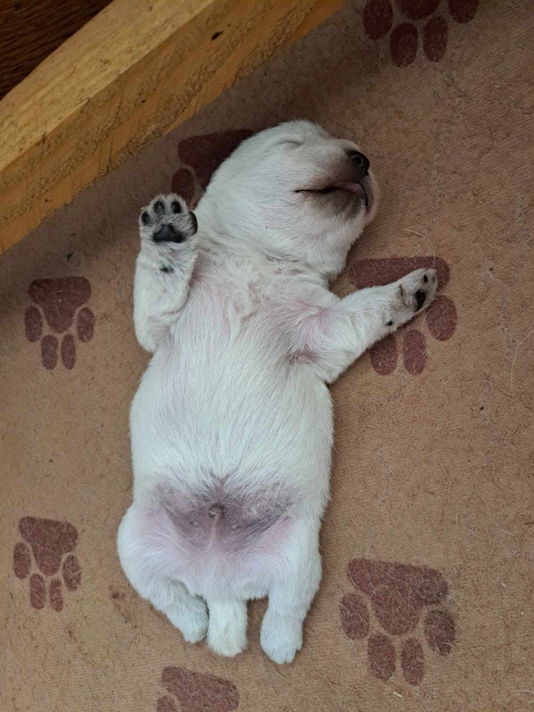 Du Refuge Saint Bernard - Chiots disponibles - West Highland White Terrier