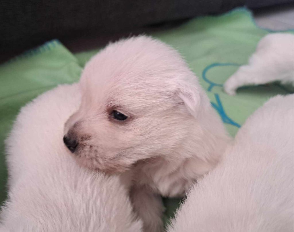 Du Refuge Saint Bernard - Chiots disponibles - West Highland White Terrier