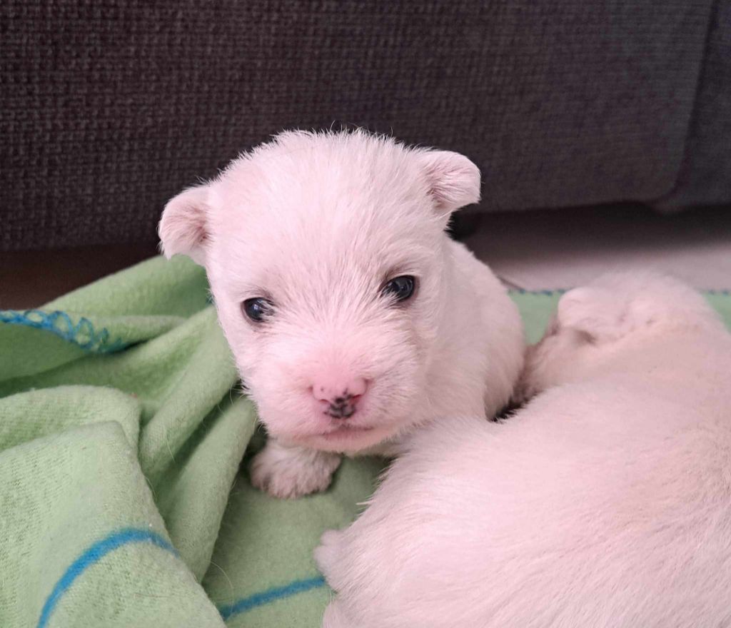 Du Refuge Saint Bernard - Chiots disponibles - West Highland White Terrier