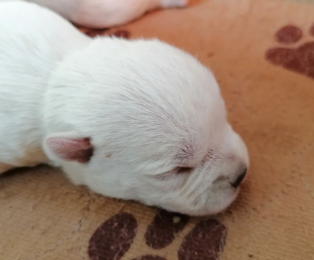 Du Refuge Saint Bernard - Chiots disponibles - West Highland White Terrier