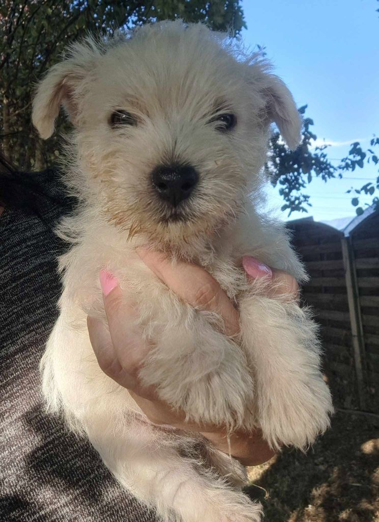 Du Refuge Saint Bernard - Chiots disponibles - West Highland White Terrier