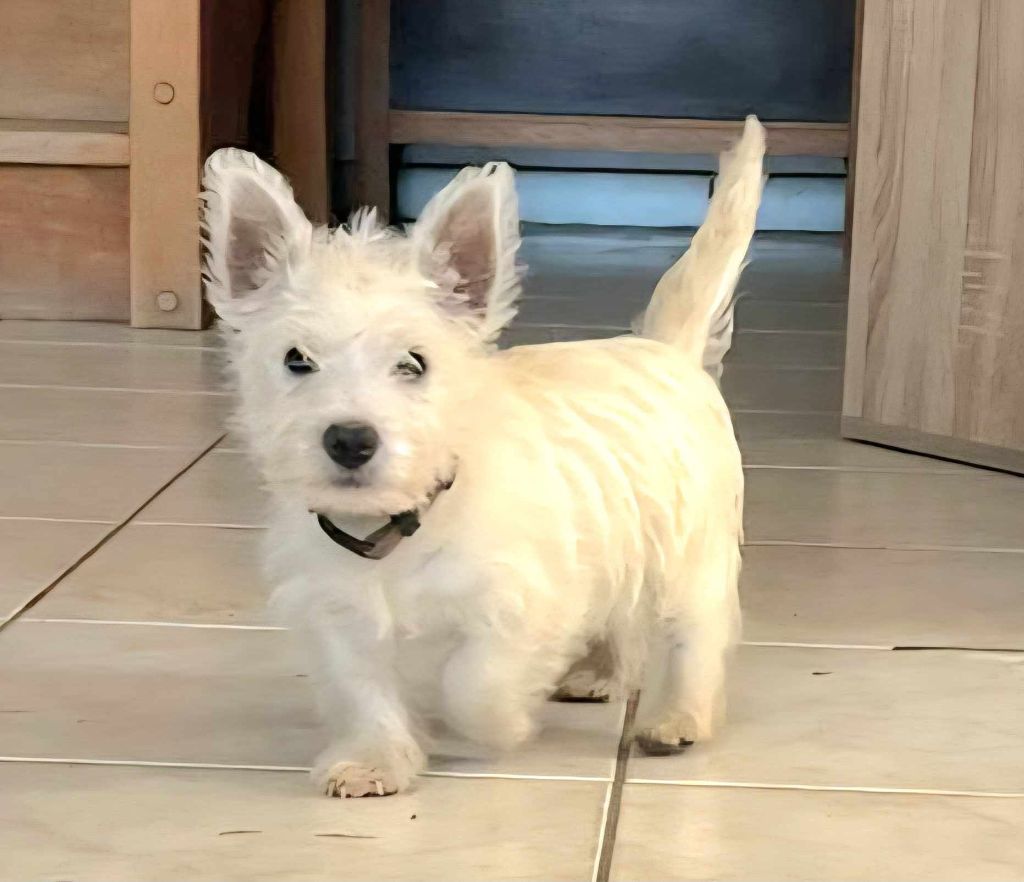 Du Refuge Saint Bernard - Chiots disponibles - West Highland White Terrier