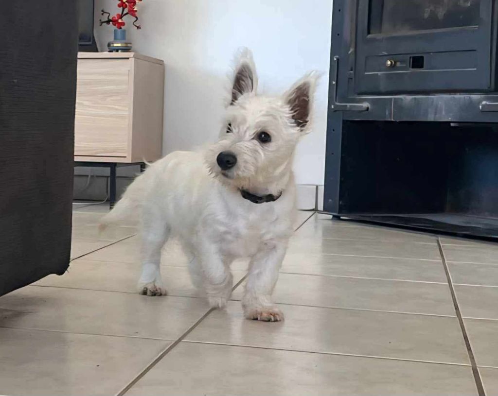 Du Refuge Saint Bernard - Chiots disponibles - West Highland White Terrier