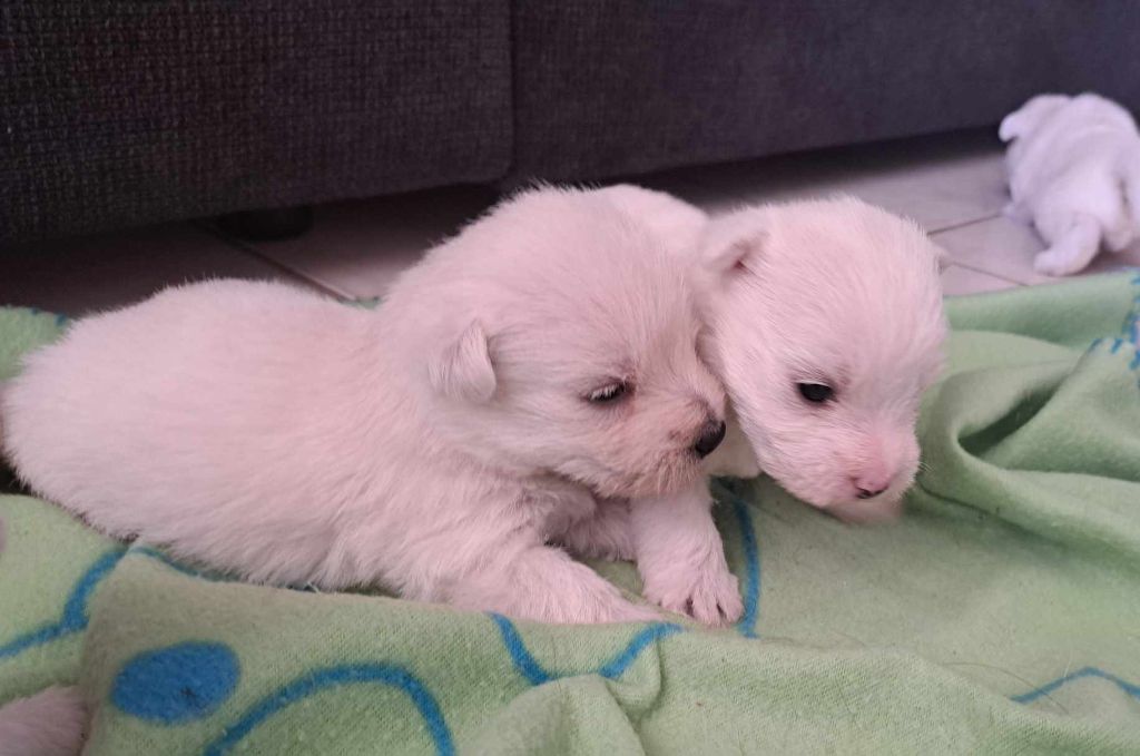 Du Refuge Saint Bernard - Chiots disponibles - West Highland White Terrier