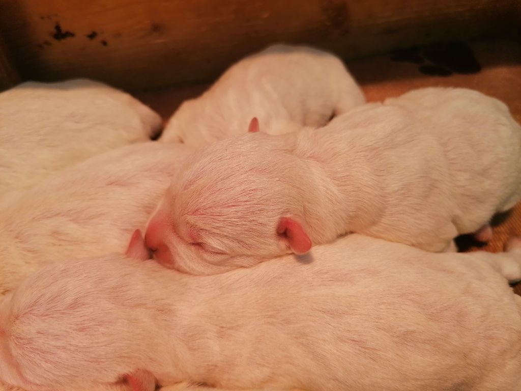 Du Refuge Saint Bernard - Chiots disponibles - West Highland White Terrier