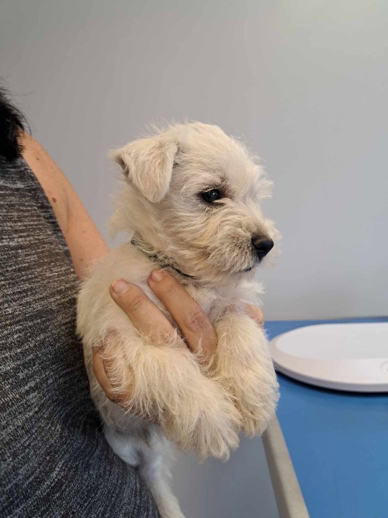 Du Refuge Saint Bernard - Chiots disponibles - West Highland White Terrier
