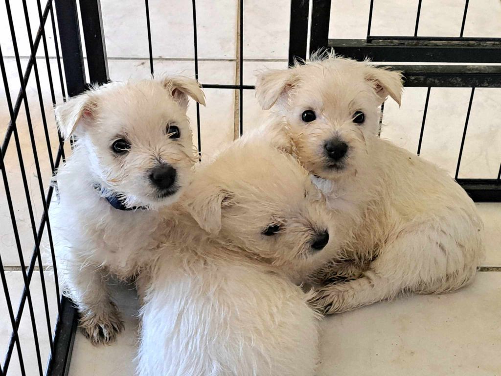 Du Refuge Saint Bernard - Chiots disponibles - West Highland White Terrier