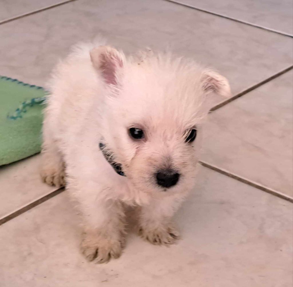 Du Refuge Saint Bernard - Chiots disponibles - West Highland White Terrier