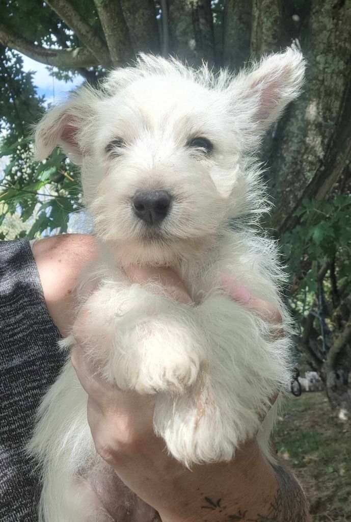 Du Refuge Saint Bernard - Chiots disponibles - West Highland White Terrier