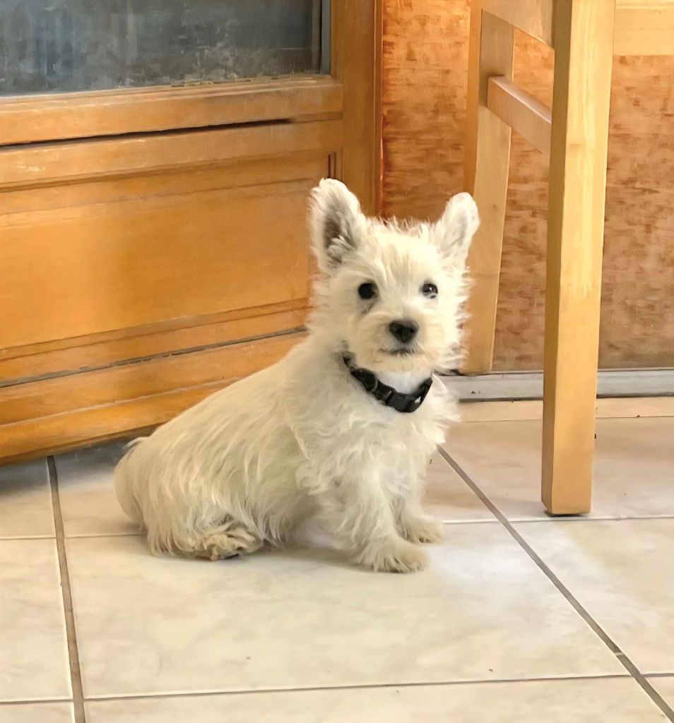 Du Refuge Saint Bernard - Chiots disponibles - West Highland White Terrier