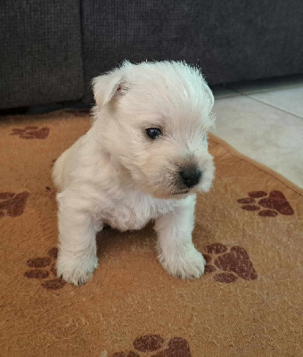 CHIOT 3