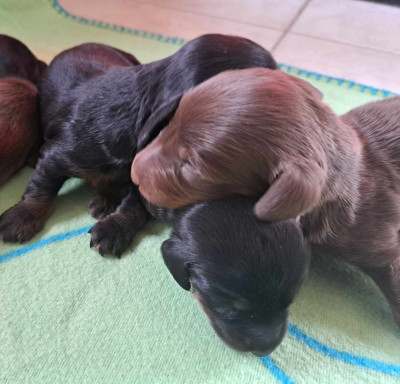CHIOT 5