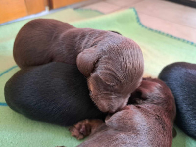 CHIOT 6