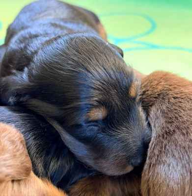 CHIOT 4