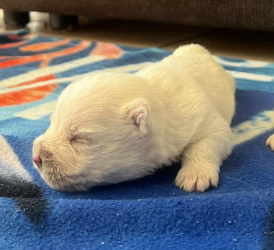 CHIOT 1