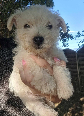 CHIOT 4