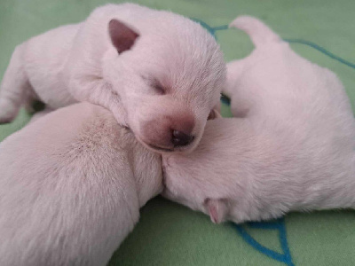 CHIOT 1