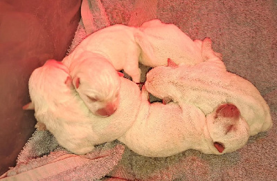 CHIOT 5