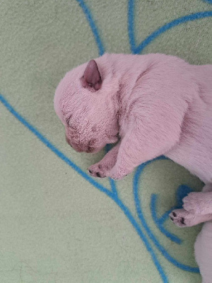 CHIOT 5