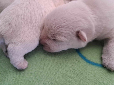 CHIOT 3