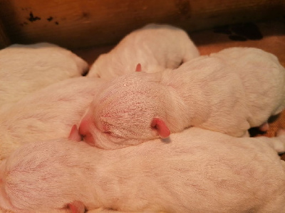 CHIOT 2