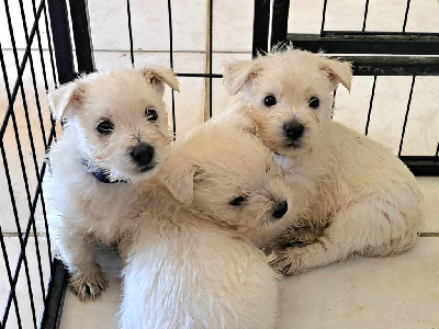 CHIOT 3